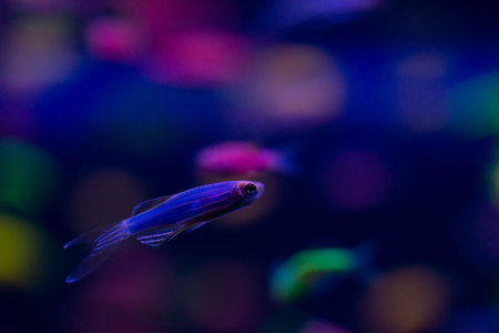 Nice danio glow fish freshwater pets aquarium river mutation