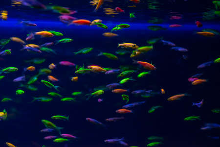 Nice danio glow fish freshwater pets aquarium river mutationの写真素材