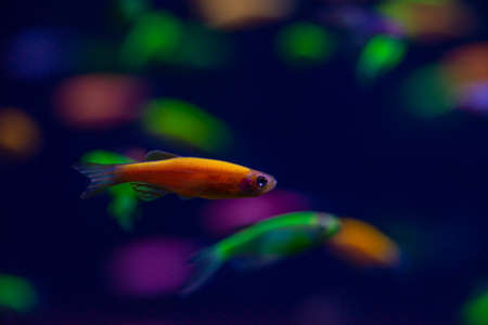 Nice danio glow fish freshwater pets aquarium river mutationの写真素材
