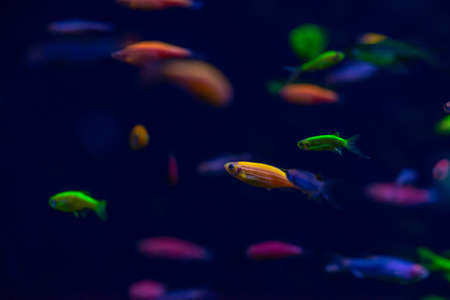 Nice danio glow fish freshwater pets aquarium river mutationの写真素材
