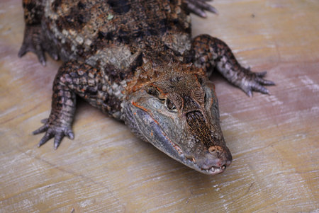 Nice predator crocodile sitting on rock nature reptile wild