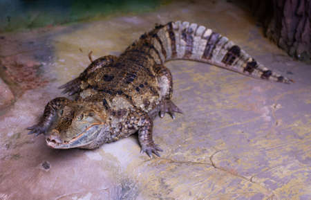 Nice predator crocodile sitting on rock nature reptile wildの写真素材