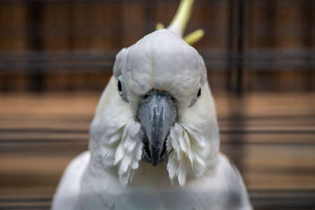 White cockatoo close up portrait birds nature zoo niceの写真素材