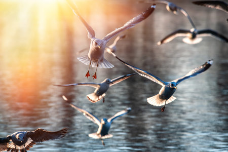 Sea gull morning fly city scape cold air nature winter wild life survive