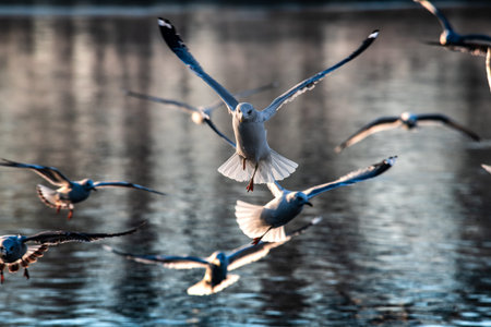 Sea gull morning fly city scape cold air nature winter wild life survive