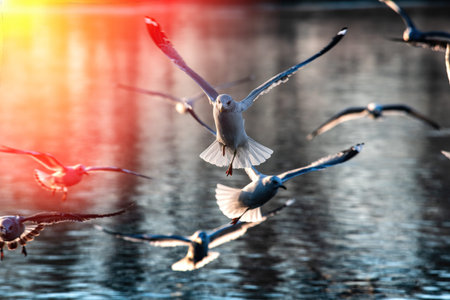 Sea gull morning fly city scape cold air nature winter wild life survive