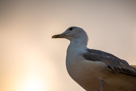 Nice big seagull on sea coast nature birds fauna summer vacation