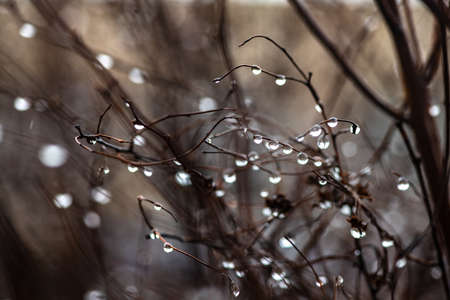 Water drops on branch autumn weather cold rain nature macro photography cloudの写真素材