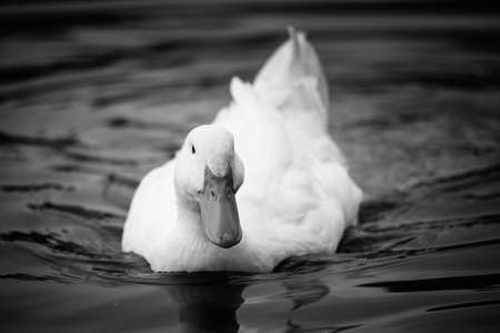 Nice snow white goose on lake nature wild birds lifeの写真素材