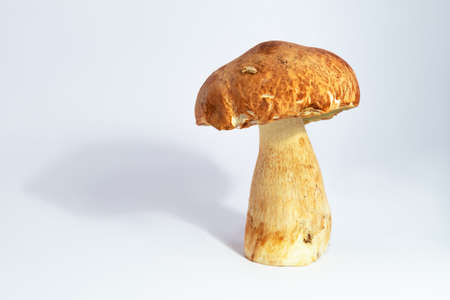 Boletus edulis king bolete isolated on white background close up porciniの写真素材