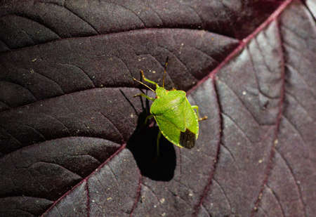 Little green Heteroptera Acanthosoma labiduroides insect close up macro natureの写真素材
