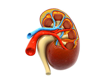 Human kidney anatomy. 3d renderの写真素材
