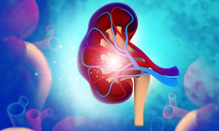 Human kidney anatomy on medical background. 3d illustration 	