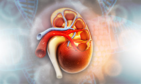 Human kidney anatomy on medical background. 3d illustration 