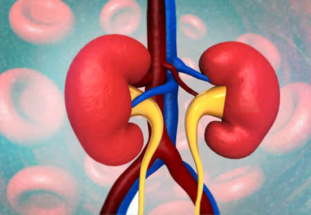Human kidney anatomy on medical background. 3d illustration 	の写真素材