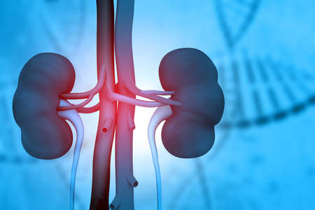 Human kidney anatomy. 3d render	の写真素材