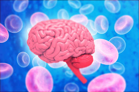 Human brain anatomy with science background. 3d illustration	の写真素材
