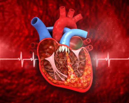 Human heart anatomy on medical background. 3d illustration	の写真素材
