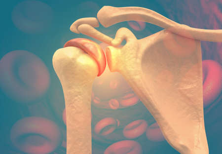Human shoulder anatomy. 3d render	の写真素材