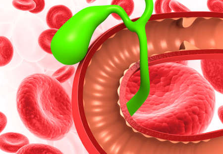 Liver gallbladder anatomy with red blood cells. 3d renderの写真素材