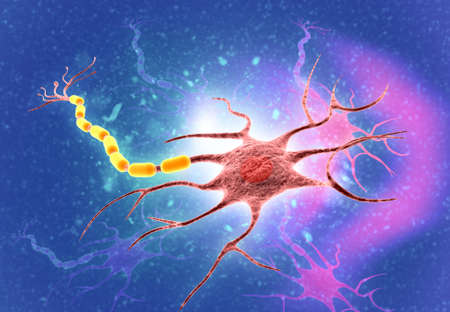 Neural network in the brain. nervous system , Neurons. 3d renderの写真素材