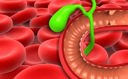 Gallbladder and bile duct on science background. 3d illustrationの写真素材