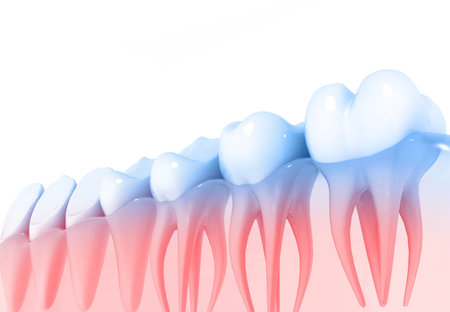 Tooth anatomy. 3d render