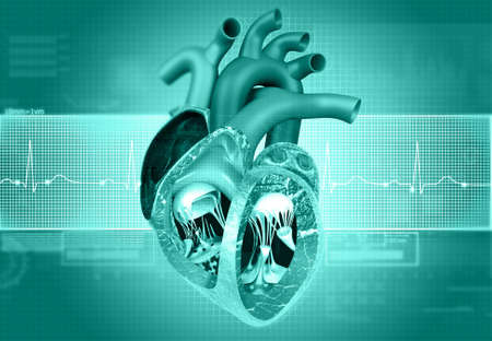 Human heart anatomy with ecg graph background. 3d illustrationの写真素材