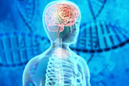Human brain anatomy on dna background. Genetics study concept. 3d illustration	の写真素材