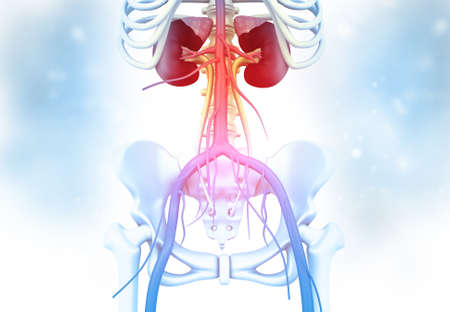 Human kidney with skelton on medical background. 3d render		の写真素材