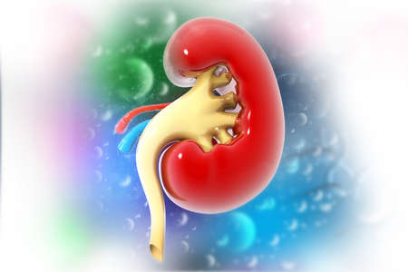 Human kidney on abstract medical background. 3d renderの写真素材