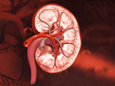 Human kidney cross section on medical background. 3d render		の写真素材