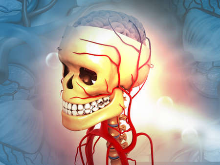 Human head anatomy on medical background. 3d render	の写真素材