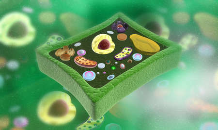 Plant cells anatomy on abstract background. 3d illustration の写真素材