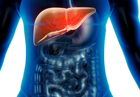 Human Digestive system Liver Anatomy. 3d renderの写真素材