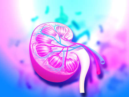 Cross section of internal anatomy of kidney on medical background. 3d illustrationの写真素材