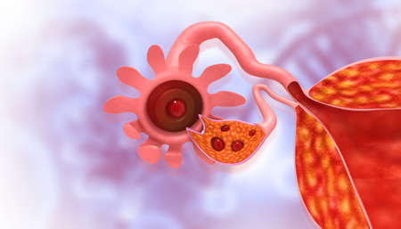 Human anatomy female reproductive system. Uterus anatomy. 3d illustrationの写真素材
