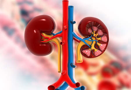 Human kidney on abstract medical background. 3d renderの写真素材