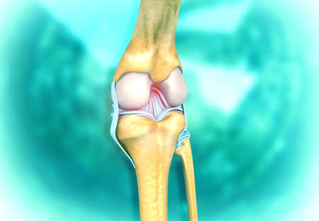 Anatomy of the Knee Joint on medical background. 3d illustrationの写真素材