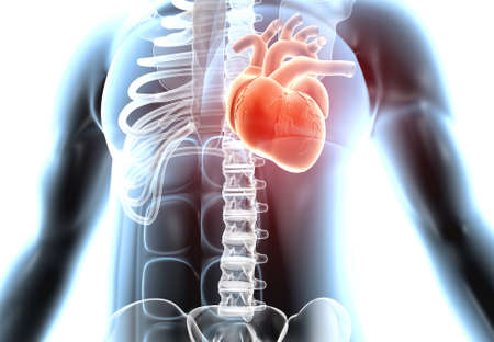Heart in human body. 3d renderingの写真素材