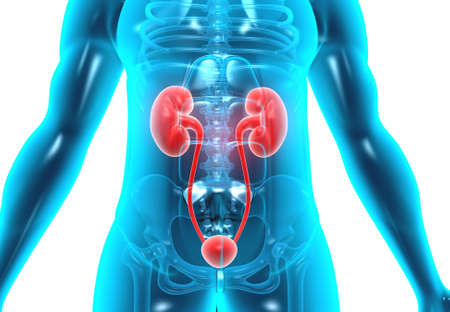 Human body with kidneys. 3d illustrationの写真素材