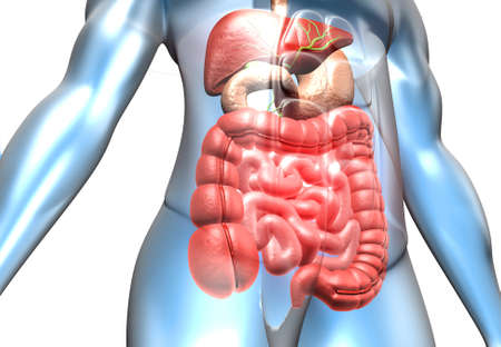 Human body with digestive system. 3d illustrationの写真素材