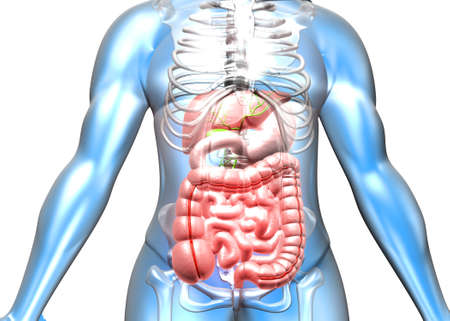Human body with digestive system. 3d illustrationの写真素材