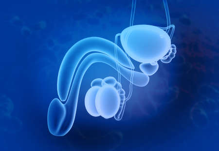 Male urinary system anatomy. 3d illustration 	の写真素材