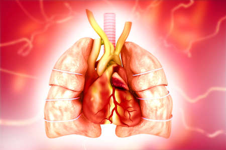 Human  lungs and heart on abstract medical background. 3d illustrationの写真素材