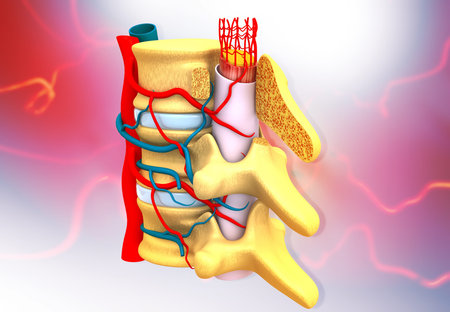 Human spine detailed anatomy. abstract scientific background. 3d illustration 	