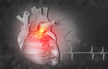 Human heart with cardiogram on medical backgroundの写真素材
