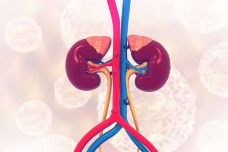 Human kidney anatomy on medical background. 3d illustration 	の写真素材