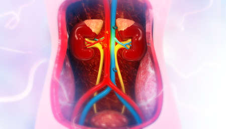 Human kidney anatomy on medical background. 3d illustration 	の写真素材