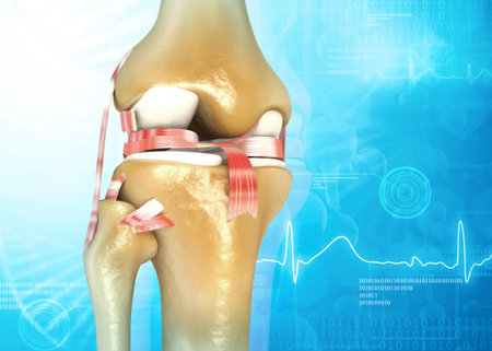 Human knee joint anatomy on medical background. 3d illustrationの写真素材